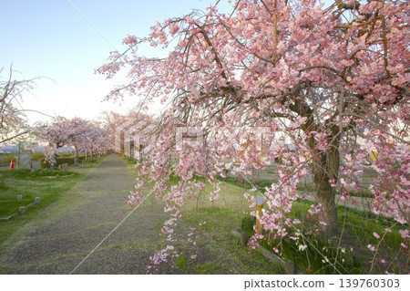 The cherry trees of the "Ono Sakurazutsumi Corridor" bathed in the setting sun. The cherry trees of the "Ono Sakurazutsumi Corridor" bathed in the setting sun. 139760303