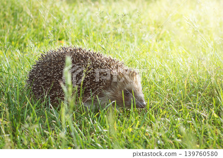 Hedgehog in grass at sunset Hedgehog in grass at sunset 139760580