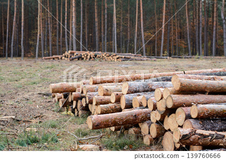 Woodpile of trees cut and stacked near the forest. Logging in the pine forest 139760666