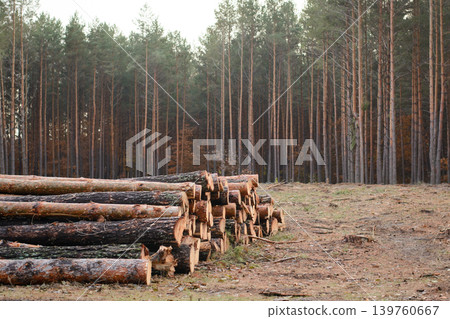 Trunks of trees cut and stacked near the forest. Logging in the pine forest. 139760667