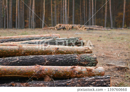 Trunks of big old pine trees near the cut forest. Logging in the old pine forest  139760668