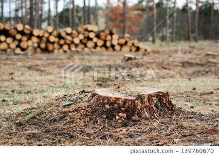 Autumn logging in the pine forest. Stamp of a pine tree near stack of trunks Autumn logging in the pine forest. Stamp of a pine tree near stack of trunks 139760670