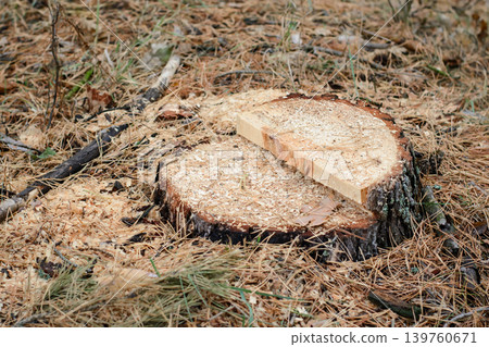 Place of logging pine trees. Logging in the pine tree. 139760671