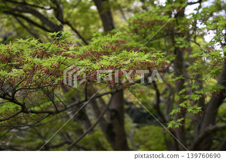鮮綠色 139760690
