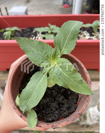 Hand Holding Pot With Sunflower Helianthus Annuus Seedlings 139760756