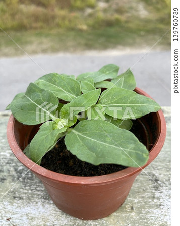 Close Up Of Sunflower Helianthus Annuus Sprouts In Nursery Pot 139760789