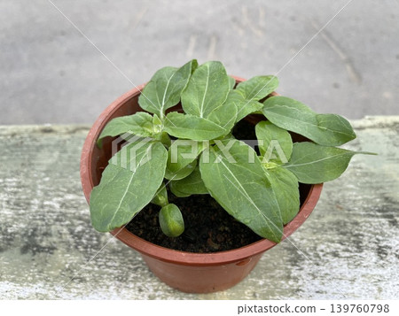 Five Sunflower Helianthus Annuus Seedlings In Plastic Pot Five Sunflower Helianthus Annuus Seedlings In Plastic Pot 139760798
