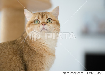 winter holiday and cat concept with british cat wear silk scarf and play with pine and christmas tree decorate background winter holiday and cat concept with british cat wear silk scarf and play with pine and christmas tree decorate background 139760853