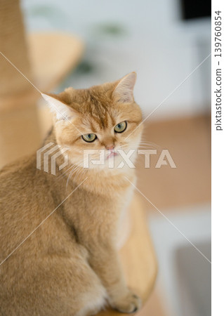 winter holiday and cat concept with british cat wear silk scarf and play with pine and christmas tree decorate background winter holiday and cat concept with british cat wear silk scarf and play with pine and christmas tree decorate background 139760854