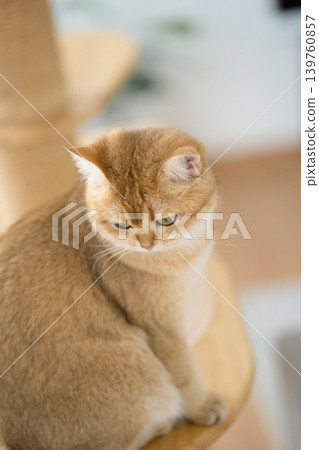 winter holiday and cat concept with british cat wear silk scarf and play with pine and christmas tree decorate background winter holiday and cat concept with british cat wear silk scarf and play with pine and christmas tree decorate background 139760857