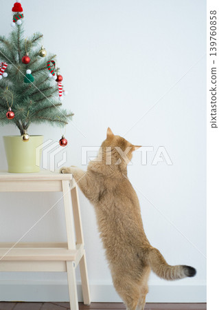 winter holiday and cat concept with british cat wear silk scarf and play with pine and christmas tree decorate background winter holiday and cat concept with british cat wear silk scarf and play with pine and christmas tree decorate background 139760858
