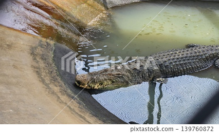 Several large crocodiles are seen submerged and motionless in murky, shallow water at the edge of an enclosure, exhibiting their scaly texture and powerful forms. Several large crocodiles are seen submerged and motionless in murky, shallow water at the edge of an enclosure, exhibiting their scaly texture and powerful forms. 139760872