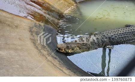 Several large crocodiles are seen submerged and motionless in murky, shallow water at the edge of an enclosure, exhibiting their scaly texture and powerful forms. Several large crocodiles are seen submerged and motionless in murky, shallow water at the edge of an enclosure, exhibiting their scaly texture and powerful forms. 139760873