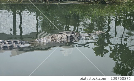 Several large crocodiles are seen submerged and motionless in murky, shallow water at the edge of an enclosure, exhibiting their scaly texture and powerful forms. Several large crocodiles are seen submerged and motionless in murky, shallow water at the edge of an enclosure, exhibiting their scaly texture and powerful forms. 139760875