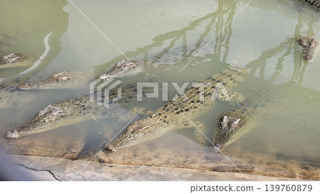 Several large crocodiles are seen submerged and motionless in murky, shallow water at the edge of an enclosure, exhibiting their scaly texture and powerful forms. Several large crocodiles are seen submerged and motionless in murky, shallow water at the edge of an enclosure, exhibiting their scaly texture and powerful forms. 139760879