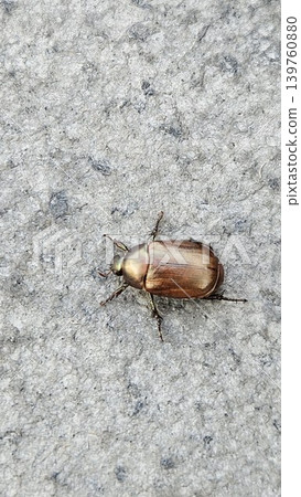 A small, iridescent bronze-brown beetle with six legs rests on a rough, gray concrete or stone surface, captured in a close-up, top-down shot. A small, iridescent bronze-brown beetle with six legs rests on a rough, gray concrete or stone surface, captured in a close-up, top-down shot. 139760880