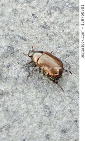 A small, iridescent bronze-brown beetle with six legs rests on a rough, gray concrete or stone surface, captured in a close-up, top-down shot. A small, iridescent bronze-brown beetle with six legs rests on a rough, gray concrete or stone surface, captured in a close-up, top-down shot. 139760881