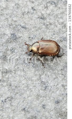 A small, iridescent bronze-brown beetle with six legs rests on a rough, gray concrete or stone surface, captured in a close-up, top-down shot. A small, iridescent bronze-brown beetle with six legs rests on a rough, gray concrete or stone surface, captured in a close-up, top-down shot. 139760882