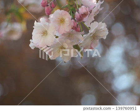 Cherry Blossoms Cherry Blossoms 139760951