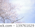 Cherry blossoms in full bloom shining in the blue sky 139761029