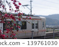 A train running through a village of flowering peach trees 139761030