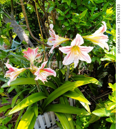 Amaryllis blooming Amaryllis blooming 139761333