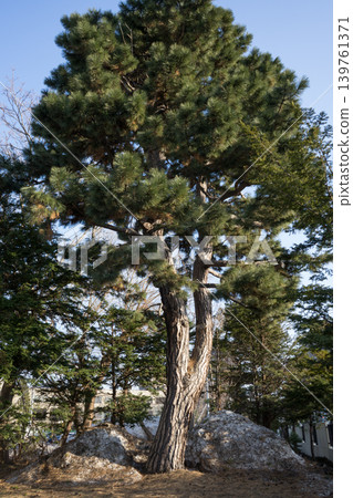 The trunk of a large pine tree The trunk of a large pine tree 139761371