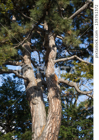 The trunk of a large pine tree The trunk of a large pine tree 139761372