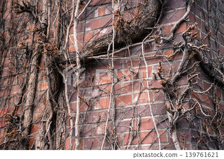 Withered ivy on an old brick wall Withered ivy on an old brick wall 139761621