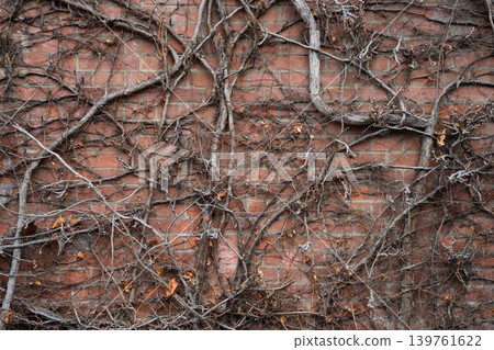 Withered ivy on an old brick wall Withered ivy on an old brick wall 139761622