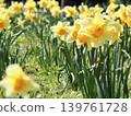 Narcissus 139761728