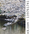 Cherry Blossoms	 139761741