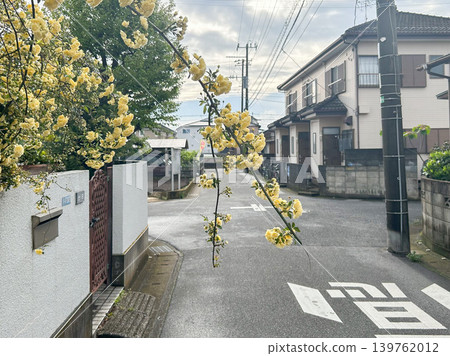 住宅花園裡垂到路上的黃色花朵枝條,對行人和騎自行車的人構成碰撞風險。 住宅花園裡垂到路上的黃色花朵枝條,對行人和騎自行車的人構成碰撞風險。 139762012