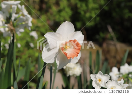 The trumpet daffodil, with its white petals and vermilion corona, blooms in the spring garden. The trumpet daffodil, with its white petals and vermilion corona, blooms in the spring garden. 139762116