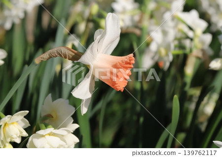 The trumpet daffodil, with its white petals and vermilion corona, blooms in the spring garden. The trumpet daffodil, with its white petals and vermilion corona, blooms in the spring garden. 139762117