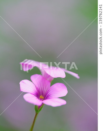 Cute pink wood sorrel background Cute pink wood sorrel background 139762141