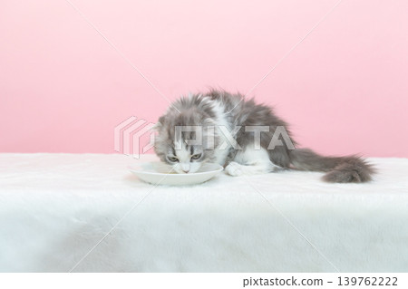 Munchkin kitten drinking milk Munchkin kitten drinking milk 139762222