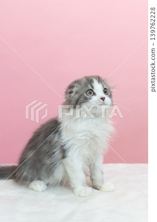 A Munchkin kitten looking upwards A Munchkin kitten looking upwards 139762228