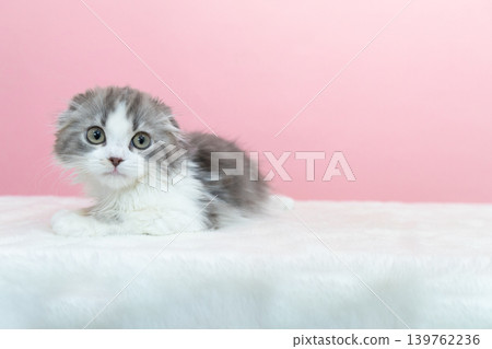 A Scottish Fold kitten looking this way A Scottish Fold kitten looking this way 139762236