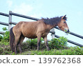 托伊角的野馬正在啃食天然青草。 139762368