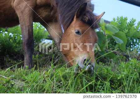 (At Toi Cape, Miyazaki Prefecture) Wild horses eating fresh green pasture with single-minded focus. (At Toi Cape, Miyazaki Prefecture) Wild horses eating fresh green pasture with single-minded focus. 139762370