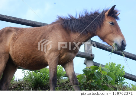 Wild horses grazing on pasture at Cape Toi Wild horses grazing on pasture at Cape Toi 139762371