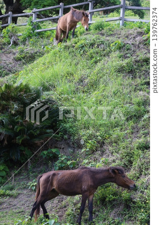 托伊角的野馬出現在山坡上 托伊角的野馬出現在山坡上 139762374