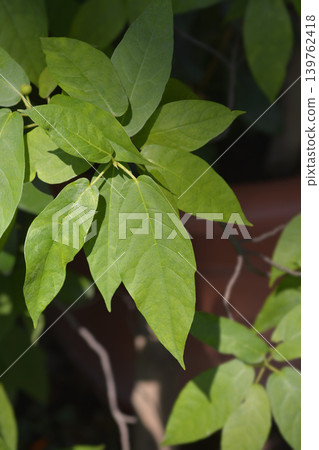 Japanese fig Japanese fig 139762418