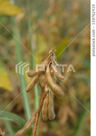 Soybean Soybean 139762419