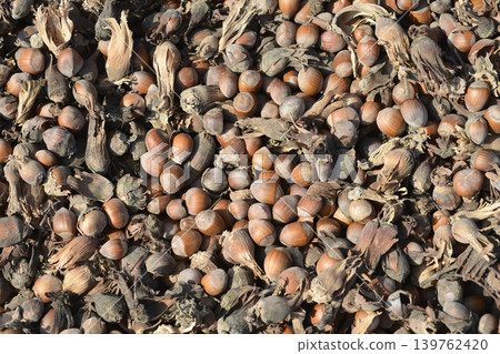 Harvested hazelnuts Harvested hazelnuts 139762420