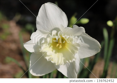 Large, white, cup-shaped daffodils bloom in the spring garden. 139762452