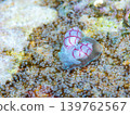 Benishibori 139762567