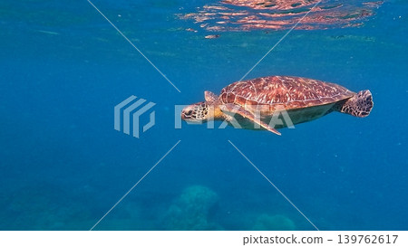 A green sea turtle gracefully swimming through the clear blue water near the surface. Wildlife sighting in Dauin, Philippines 139762617