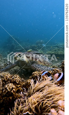A green sea turtle resting on the seafloor next to a colony of corkscrew anemone guarded by Clarks anemonefisn. Wildlife sighting in Dauin, Philippines A green sea turtle resting on the seafloor next to a colony of corkscrew anemone guarded by Clarks anemonefisn. Wildlife sighting in Dauin, Philippines 139762620